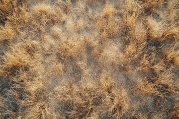 Aerial view of dry, golden grass covering the ground, a texture of nature.