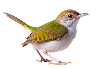 Tuntuni (Common Tailorbird) isolated on white background