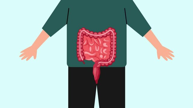 Animated video Human body anatomy concept. Full length animation illustration. High quality 4k footage.