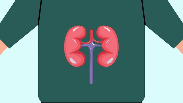 Animated video Human body anatomy concept. Full length animation illustration. High quality 4k footage.
