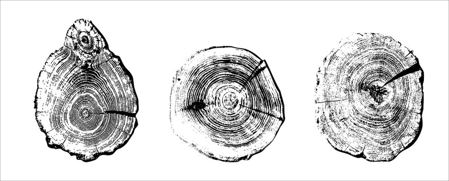 Collection of cross sections of tree growth rings. Set of tree stumps isolated. Natural cut wood. Ring pattern, wood texture. Slice of tree with growth rings, tree slabs trunk. Vector design elements