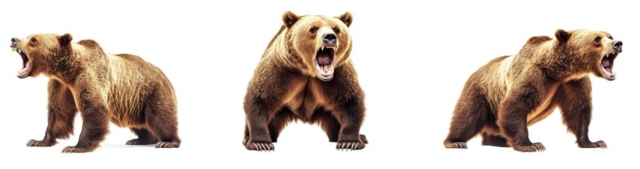 Stunning display of three lifelike grizzly bears showcasing anger and ferocity from various viewpoints on a white background. Generative AI