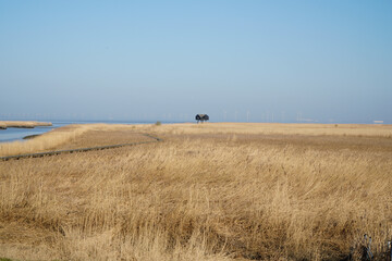 Obraz premium Am Dollart an der Ems ist der sumpfige Uferbereich ideal für Schilf, Reet.