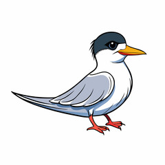 vector illustration of an arctic tern bird