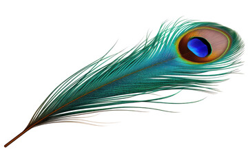 Obraz premium peacock feather on white