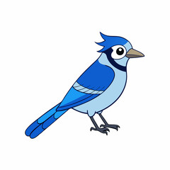 blue jay bird on white background