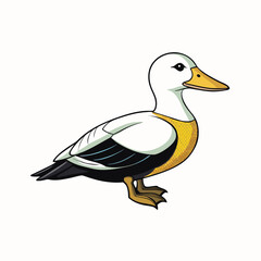 common eider isolated on white