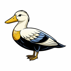 common eider isolated on white