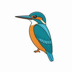kingfisher isolated on white background