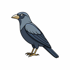 vector illustration of a jackdaw bird