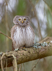 Eurasian Pigmy Owl in a fir grove in spring 