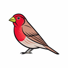 finch isolated on white background