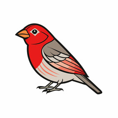 finch isolated on white background