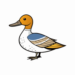 duck on white northern pintail