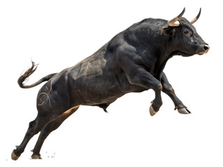 Fototapeta premium Black Bull Charging
