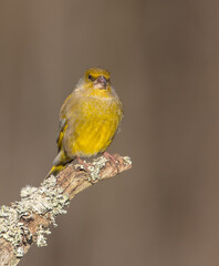 European Greenfinch   in winter at a wetland