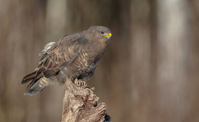 Common Buzzard in winter at a wet forest