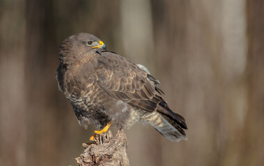 Common Buzzard in winter at a wet forest