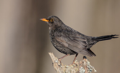 Common blackbird - adult male in winter at a wet forest