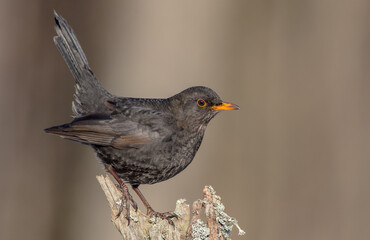 Common blackbird - adult male in winter at a wet forest