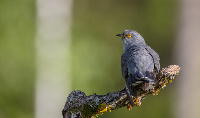 Common cuckoo - in spring at a wet forest