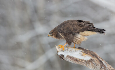 Common Buzzard in winter at a wet forest