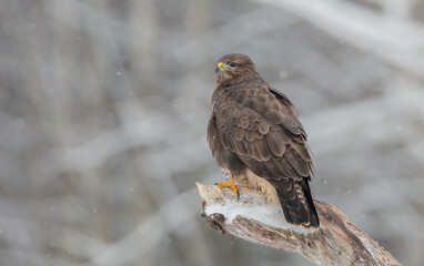 Common Buzzard in winter at a wet forest