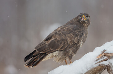 Common Buzzard in winter at a wet forest