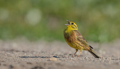 Yellowhammer  - male in summer