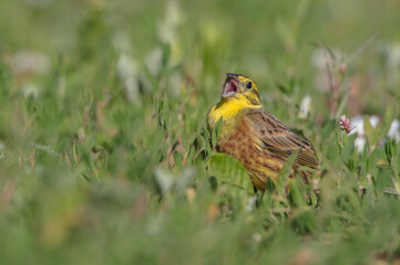 Yellowhammer  - male in summer