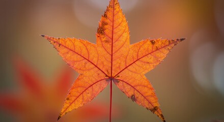 Obraz premium Isolated Autumn Maple Leaf with Vibrant Orange Color and Star Shape