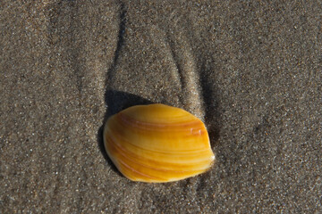 Shell on the sand beach near the sea background Ireland