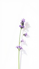 Fototapeta premium Floral Beauty