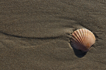 Shell on the sand beach near the sea background Ireland