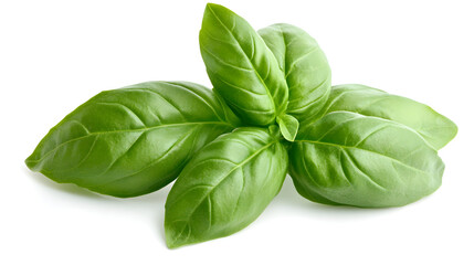 Fototapeta premium leaves isolated on a white background with vibrant green color and natural texture 