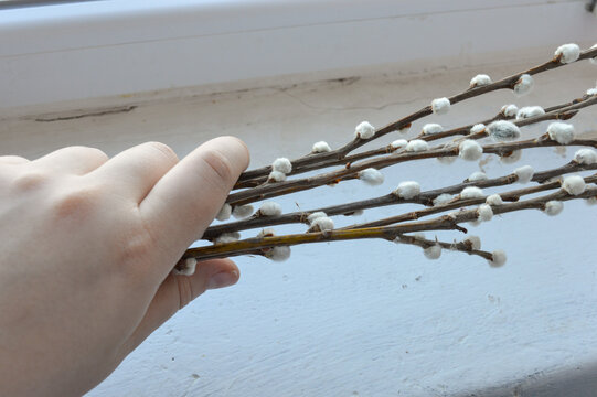 several branches of pussy willows soft white catkins minimalist texture fuzzy buds natural beauty plant spring renewal background softness fragility cultural Easter Chinese New Year Slavic traditions 