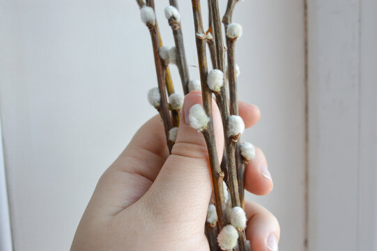 several branches of pussy willows soft white catkins minimalist texture fuzzy buds natural beauty plant spring renewal background softness fragility cultural Easter Chinese New Year Slavic traditions 