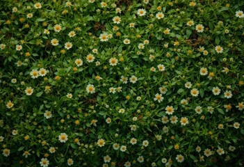 Lush Green Floral Background Concept White Yellow Daisies Spring-themed Marketing Materials Easter Celebrations