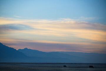 Bovine Sunrise