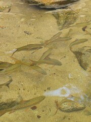 Fish swimming in the river, close-up of fish in the water