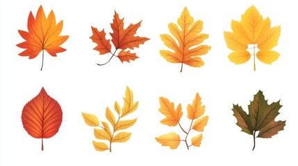 Fototapeta premium Autumn leaf collection featuring various colors and shapes for seasonal decor design