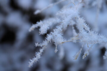 First snowflakes rest upon bare branches, marking winter's quiet arrival.