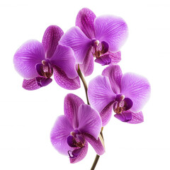 A vibrant cluster of purple orchids showcases delicate petals and intricate patterns.