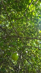 Árvore de umbuzeiro e seus frutos, o umbu, fruta muito popular do nordeste brasileiro. 