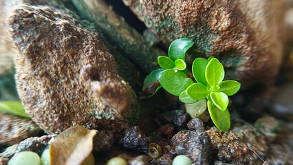 Soil with fertilizer and egg shells