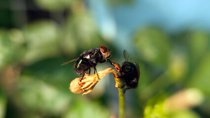 A fly perched on a leaf