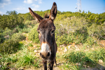 Donkey curiously peek into a car window in the National Donkey Park of Northern Cyprus. The image highlights wildlife interaction, curiosity, and the unique charm of these free-roaming animals