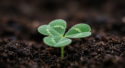 Growing Clover Plant in Soil Close-up Symbolizing Luck and New Beginnings