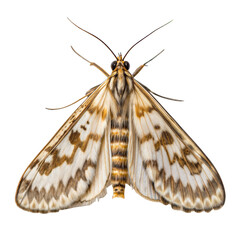 Diamondback Moth AI Generated Image