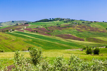 Obraz premium Fioritura di sulla colline Furci Chieti Abruzzo Vastese